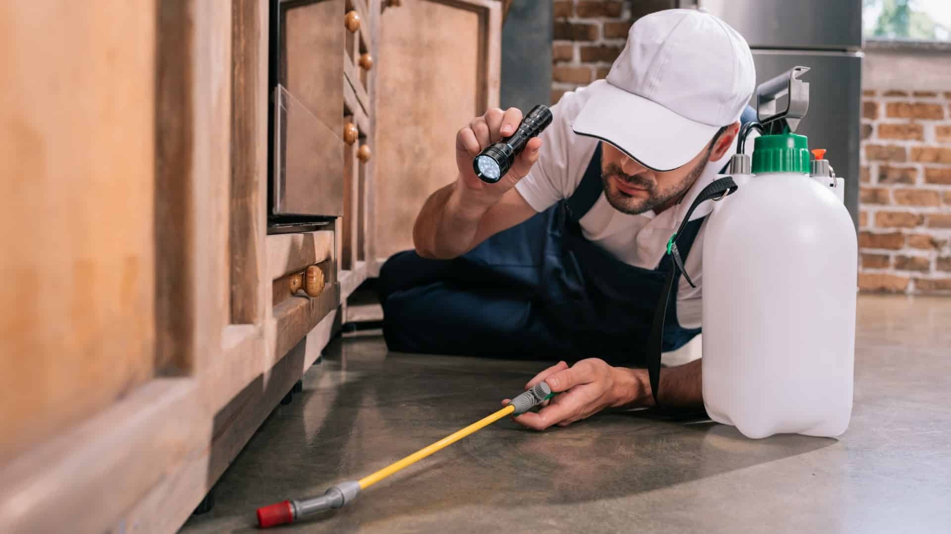 Pest Control Vancouver Effective Strategies for Home and Business Protection