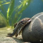 Suckernpunch Fish Guide: What Is It? Facts & Info for Kids